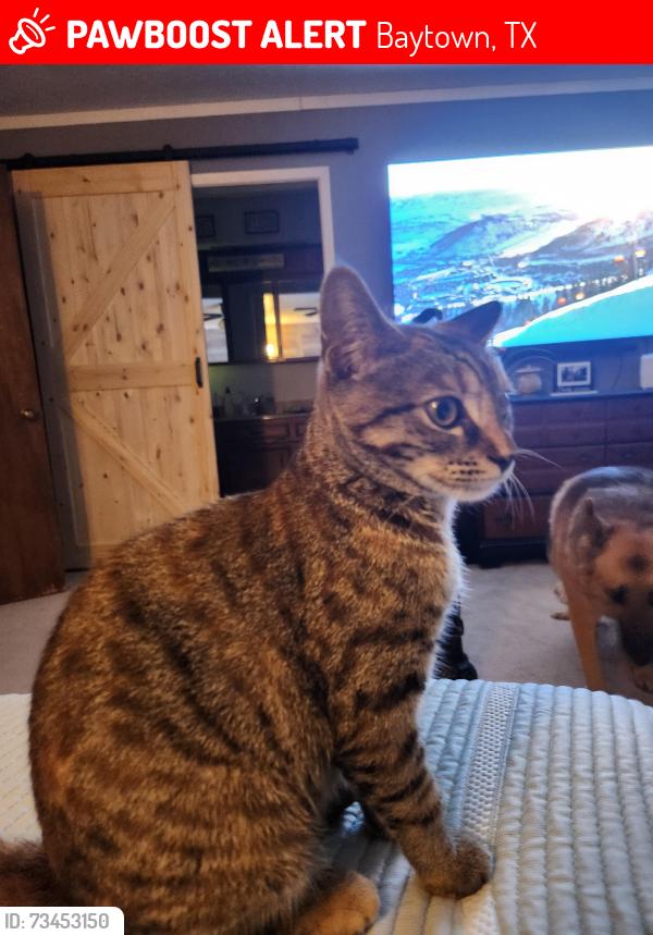 Lost Female Cat last seen Massy thompkin, Baytown, TX 77521