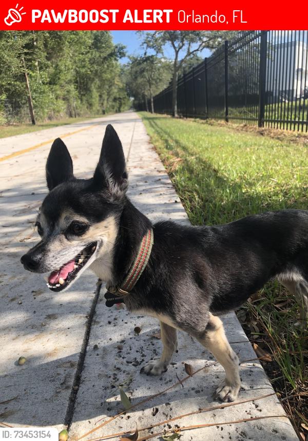 Lost Female Dog last seen Ora Vista, Orlando, FL 32835