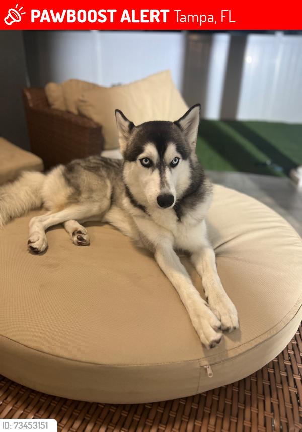 Lost Male Dog last seen Hanley, town and country, Tampa, FL 33615