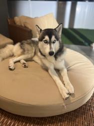 Lost Male Dog last seen Hanley, town and country, Tampa, FL 33615