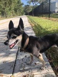 Lost Female Dog last seen Ora Vista, Orlando, FL 32835