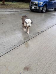 Lost Unknown Dog last seen Abelia and rogers, Irving, TX 75061