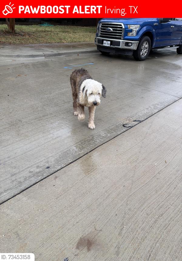 Lost Unknown Dog last seen Abelia and rogers, Irving, TX 75061