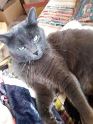 Reunited Male Cat last seen Roberts ln and mt Wesley church rd, Alexander County, NC 28636