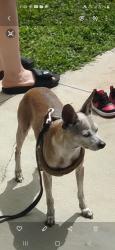 Lost Male Dog last seen Se 2nd Ave or se 1st pl nicholas an santa barbara behind 7 11, Cape Coral, FL 33990