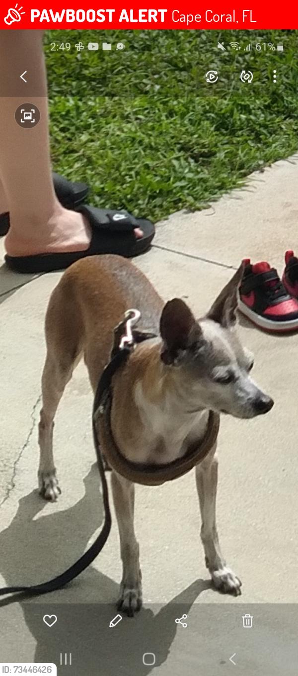 Lost Male Dog last seen Se 2nd Ave or se 1st pl nicholas an santa barbara behind 7 11, Cape Coral, FL 33990