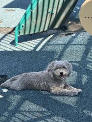 Found/Stray Unknown Dog last seen N jackson Ave, San Jose, CA 95116