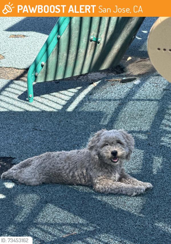 Found/Stray Unknown Dog last seen N jackson Ave, San Jose, CA 95116