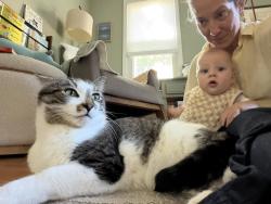 Lost Male Cat last seen Near glenwood exit off highway 100, Minneapolis, MN 55416