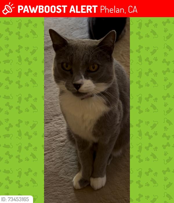 Lost Male Cat last seen Duncan Rd, Phelan, Phelan, CA 92371