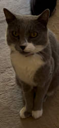 Lost Male Cat last seen Duncan Rd, Phelan, Phelan, CA 92371