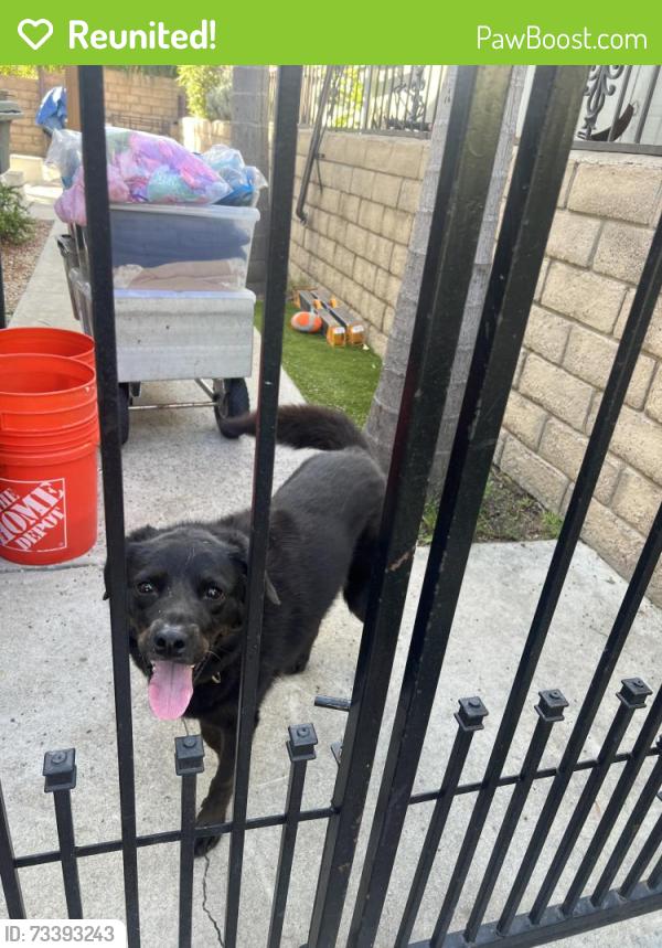 Reunited Female Dog last seen Rivera and Oleander, Chula Vista, CA 91911