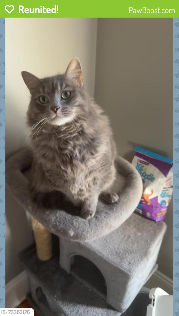 Reunited Male Cat last seen Kimesville fire department, Liberty, NC 27298