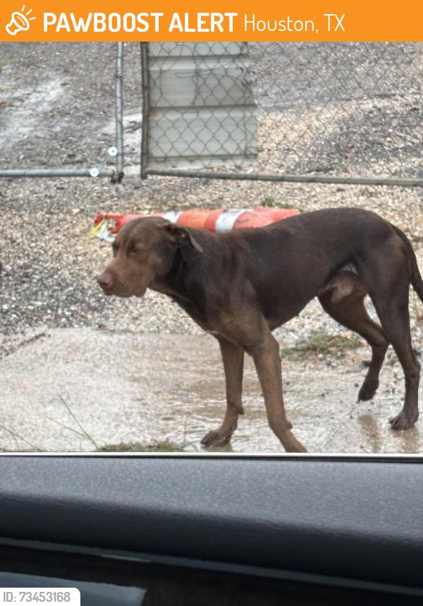 Found/Stray Male Dog last seen Near Capital and Forest Hill Blvd, Houston, TX 77011