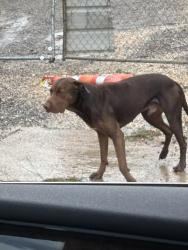 Found/Stray Male Dog last seen Near Capital and Forest Hill Blvd, Houston, TX 77011