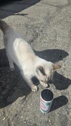 Found/Stray Male Cat last seen E14th st, Ashland, CA 94578