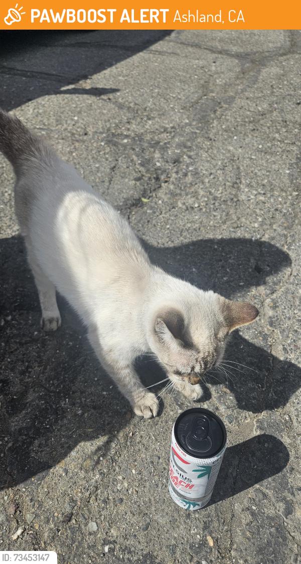 Found/Stray Male Cat last seen E14th st, Ashland, CA 94578