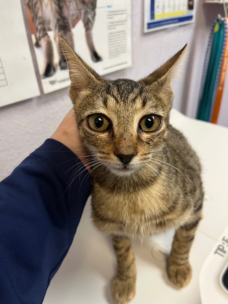 Shelter Stray Female Cat last seen Bexar County, 3353 Morningside Dr, New Braunfels, TX 78132, USA