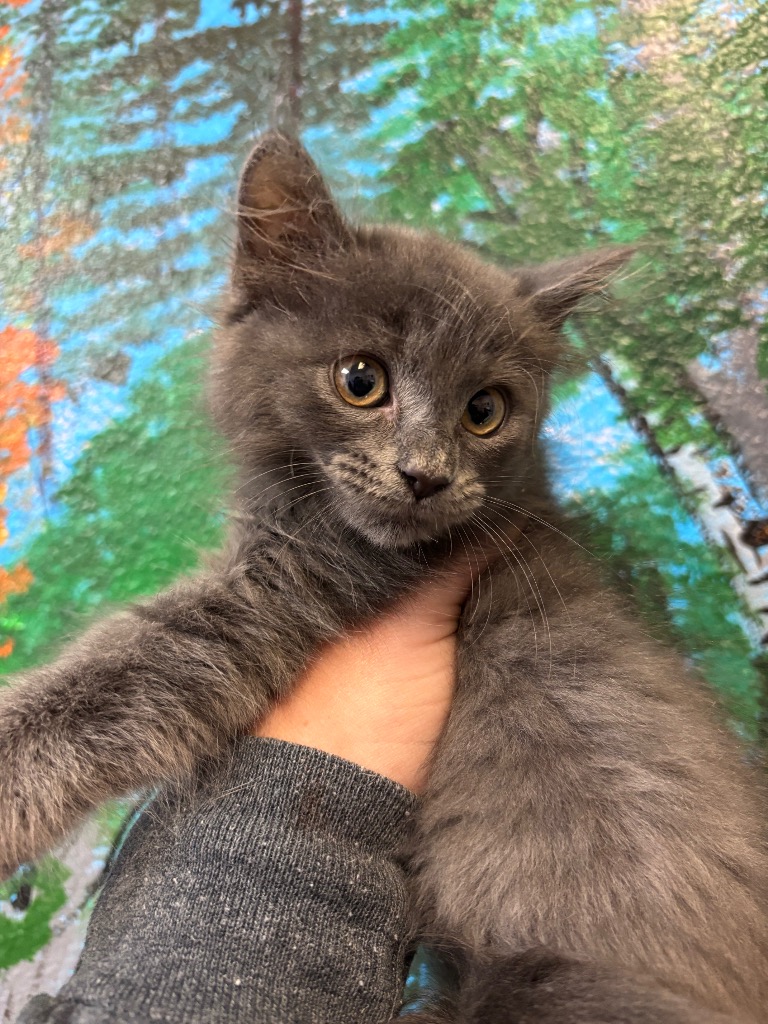 Shelter Stray Female Cat last seen Bexar County, 3353 Morningside Dr, New Braunfels, TX 78132, USA