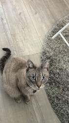 Reunited Male Cat last seen Briarwood Street and Brittany Lane, Stanton, CA 90680