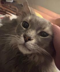 Lost Male Cat last seen Holding point park horseheads ny, Horseheads, NY 14845