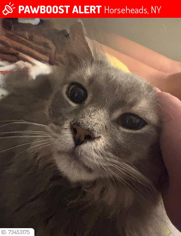Lost Male Cat last seen Holding point park horseheads ny, Horseheads, NY 14845