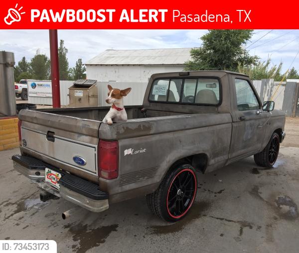 Lost Female Dog last seen Pasadena mall, Pasadena, TX 77506
