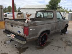 Lost Female Dog last seen Pasadena mall, Pasadena, TX 77506