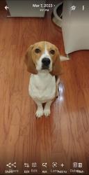 Lost Male Dog last seen LAWRENCEVILLE HWY AND FIVE FORKS, Lawrenceville, GA 30044
