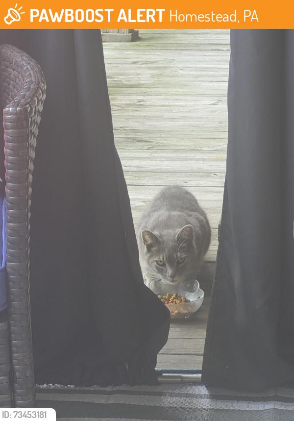 Found/Stray Unknown Cat last seen In the alley behind east thirteenth, Homestead, PA 15120