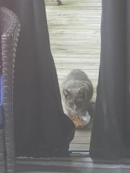 Found/Stray Unknown Cat last seen In the alley behind east thirteenth, Homestead, PA 15120