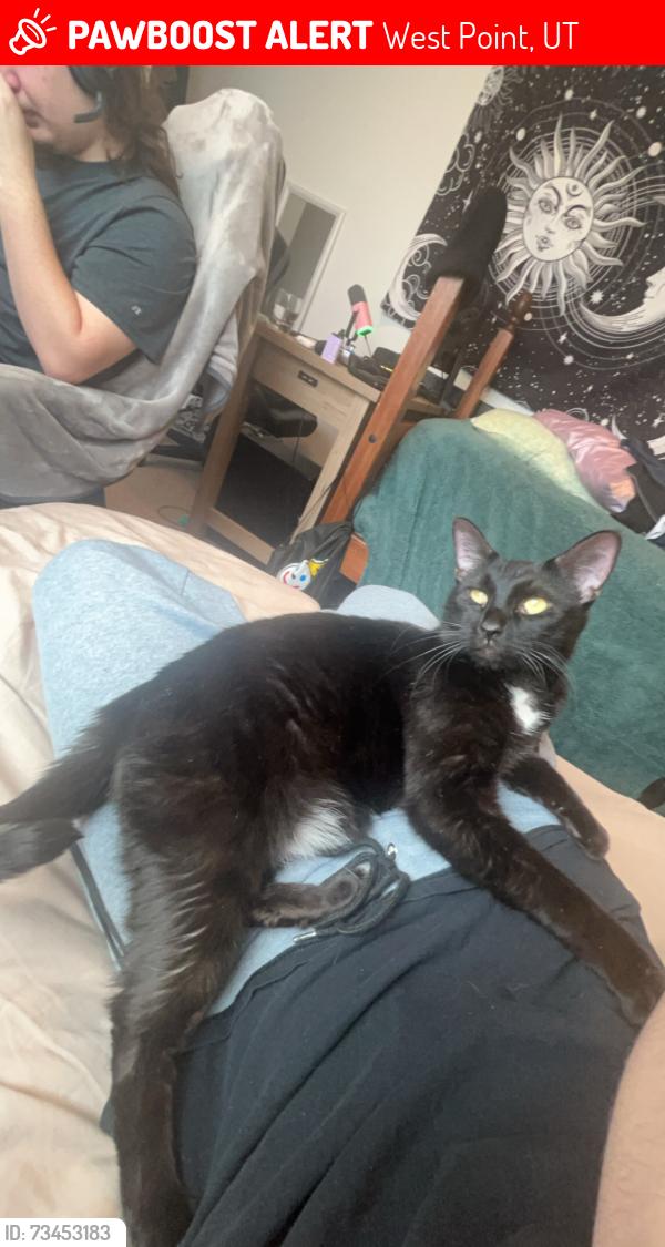 Lost Male Cat last seen loy blake park, West Point, UT 84015