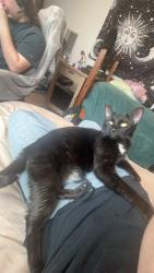 Lost Male Cat last seen loy blake park, West Point, UT 84015
