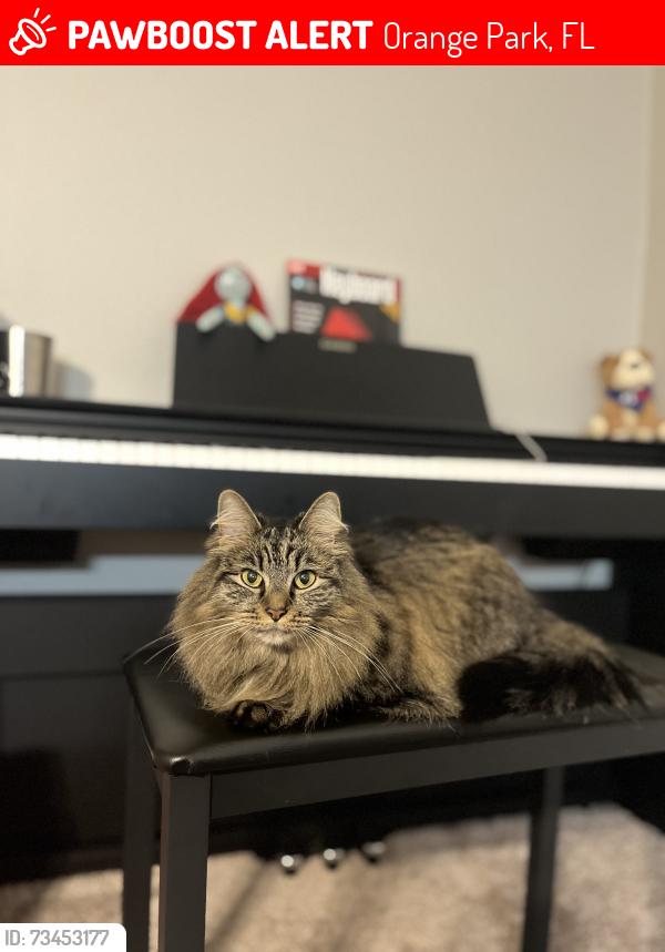 Lost Female Cat last seen Near the Wawa/Planet Fitness/Waffle hse, Orange Park, FL 32065