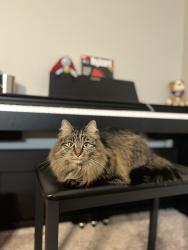 Lost Female Cat last seen Near the Wawa/Planet Fitness/Waffle hse, Orange Park, FL 32065