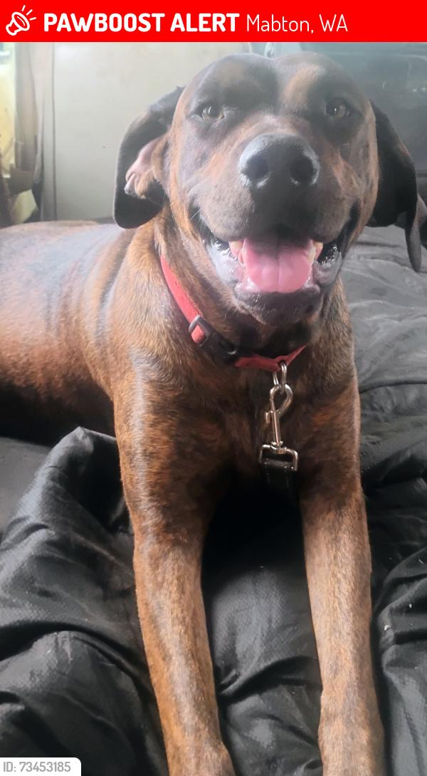 Lost Female Dog last seen Dairy in mabton, Mabton, WA 98935