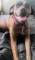 Lost Female Dog last seen Dairy in mabton, Mabton, WA 98935
