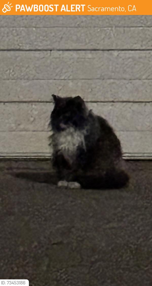 Found/Stray Unknown Cat last seen Riverside Blvd. and Brownwyk Dr, Sacramento, CA 95822