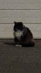 Found/Stray Unknown Cat last seen Riverside Blvd. and Brownwyk Dr, Sacramento, CA 95822