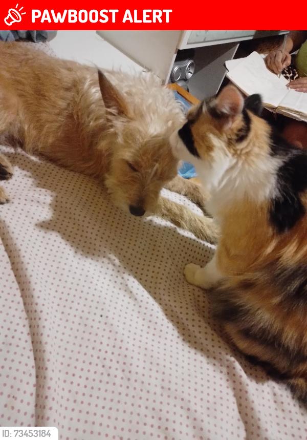 Lost Male Dog last seen hosp Santa Rita, Jardim Industrial, MG 32215-310