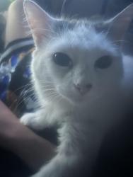 Lost Female Cat last seen Cedar shoals highschool, Athens, GA 30605