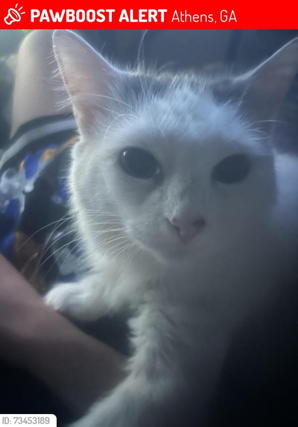 Lost Female Cat last seen Cedar shoals highschool, Athens, GA 30605