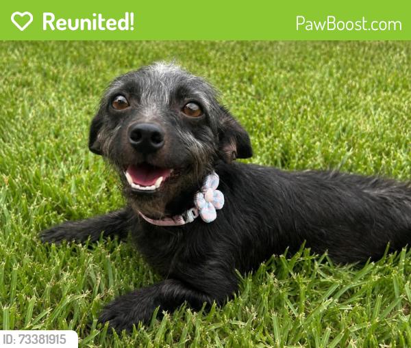 Reunited Female Dog last seen Friendswood Lakes subdivision, Friendswood, TX 77546