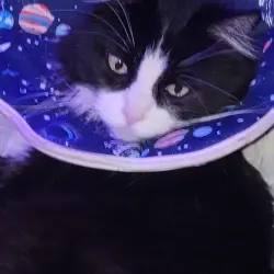 Lost Male Cat last seen Behind Paradise Valley Community College and golf course, Phoenix, AZ 85032