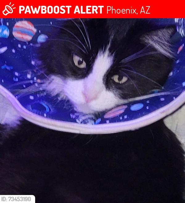 Lost Male Cat last seen Behind Paradise Valley Community College and golf course, Phoenix, AZ 85032