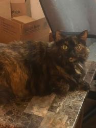 Reunited Female Cat last seen Horizon Elementary Area Murray blvd Glendon way condos, Murray, UT 84123