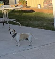 Lost Male Dog last seen Lugo Ave and Fernwood Ave, Lynwood, CA 90262