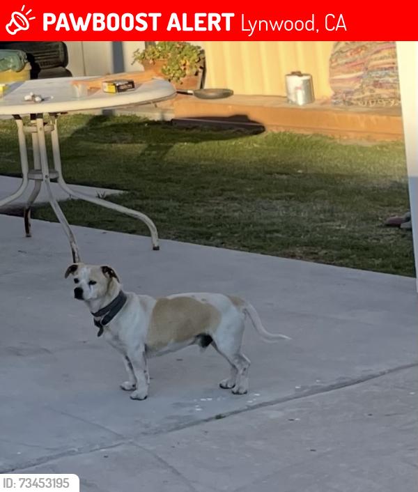 Lost Male Dog last seen Lugo Ave and Fernwood Ave, Lynwood, CA 90262