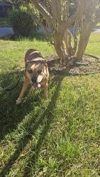 Reunited Male Dog last seen Southgate rd holins rd, Wilmington, NC 28412