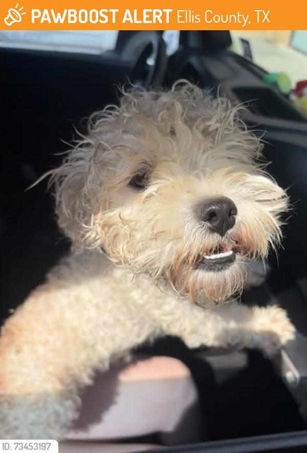 Found/Stray Unknown Dog last seen Panorama Loop and Carlton Pkwy, Ellis County, TX 75165